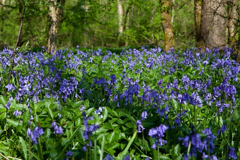 Hallerbos, Belgium